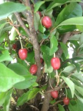 image (2)1